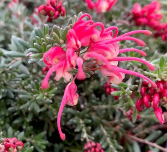 Grevillea Winter Delight