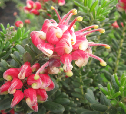 Grevillea Winter Wonder