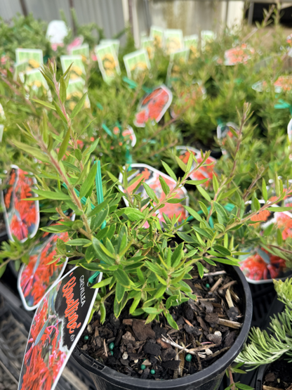 Grevillea Bloodline
