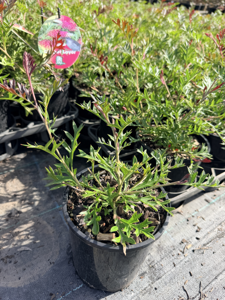 the plant broker