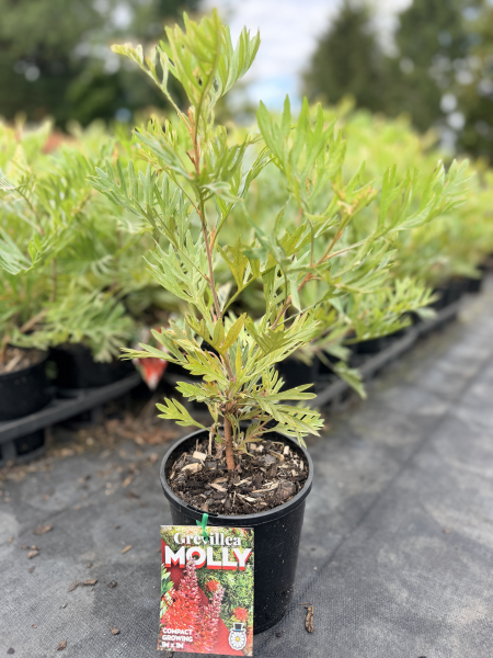 Grevillea Molly