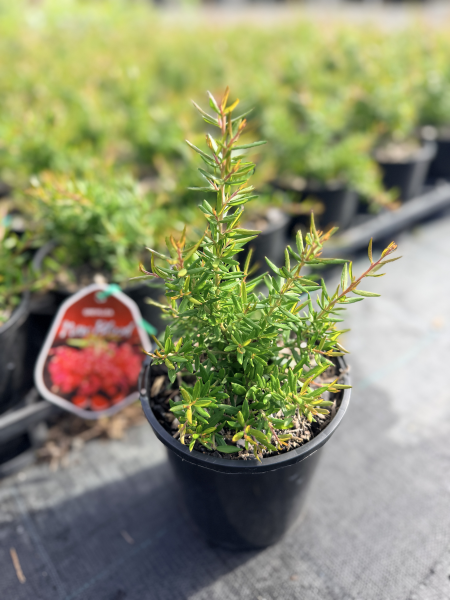 Grevillea New Blood