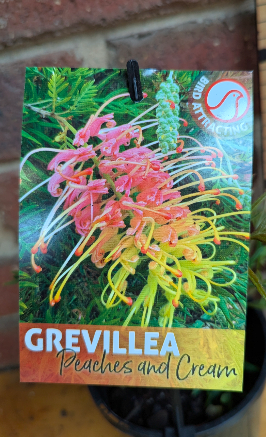Grevillea 'Peaches and Cream'