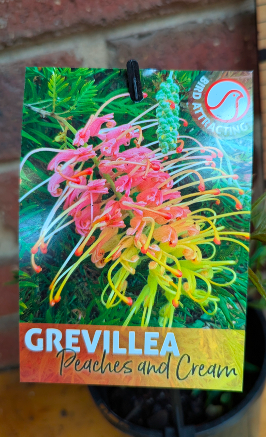 Grevillea 'Peaches and Cream'