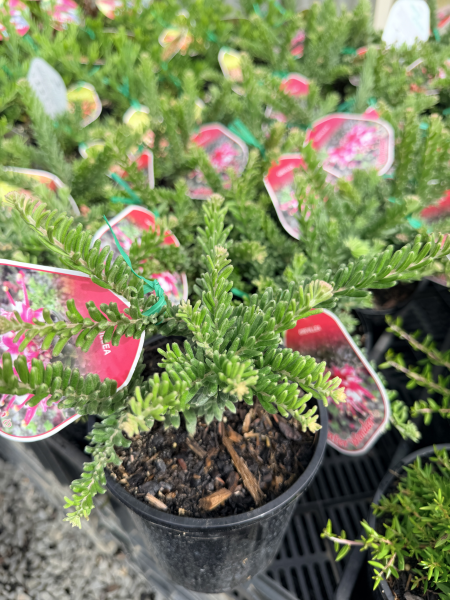 the plant broker