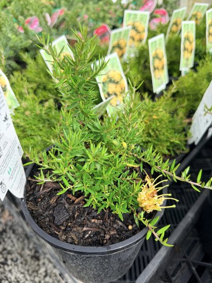 Grevillea juniperina Prostrate Gold