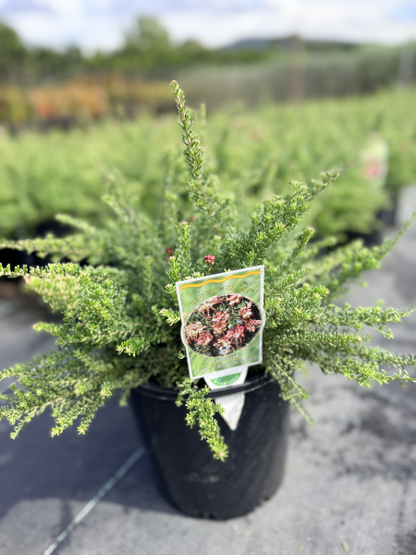 Grevillea lanigera Little Drummer Boy