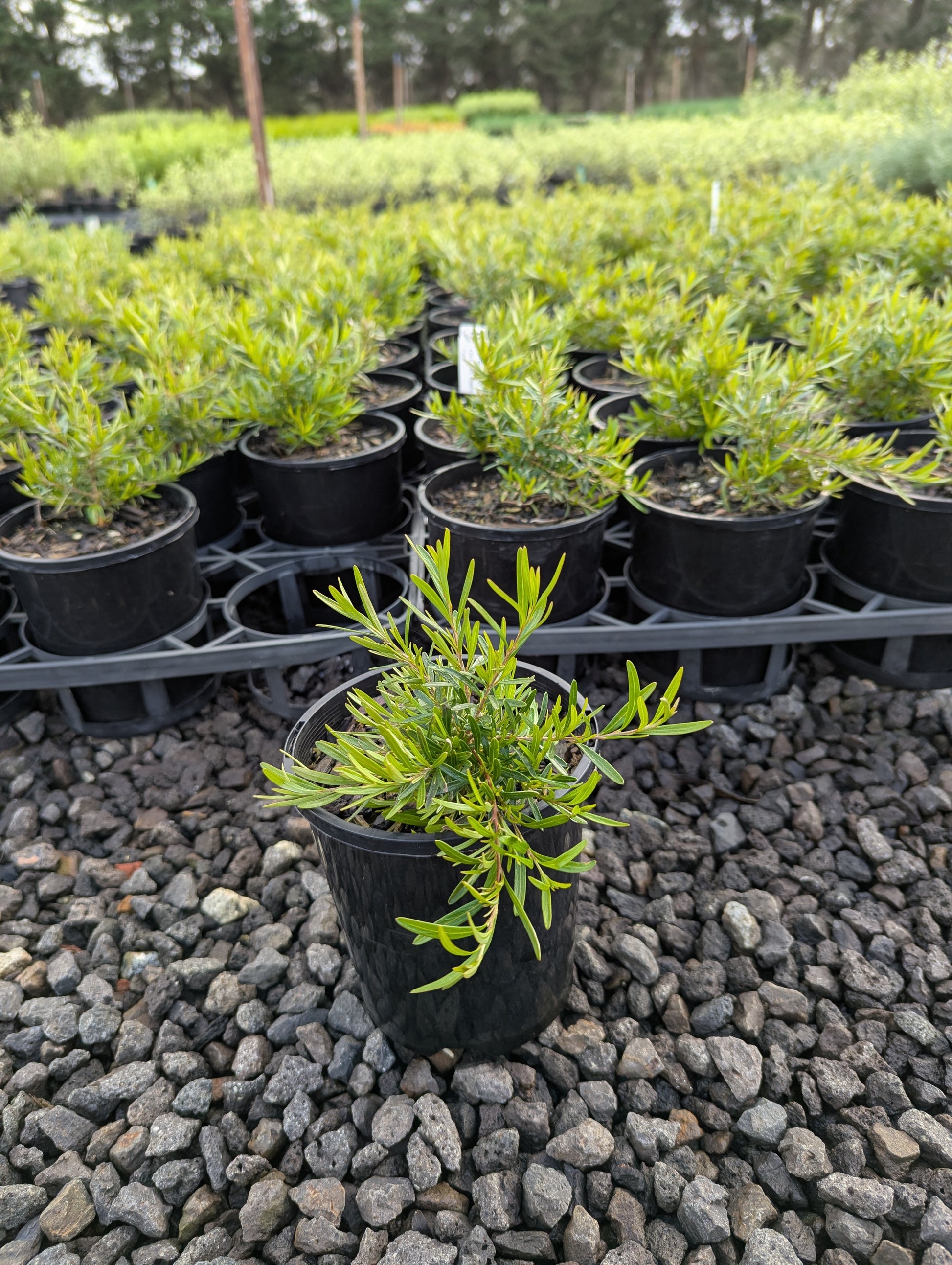the plant broker