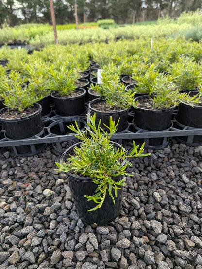 Grevillea obtusifolia Gin Gin Gem
