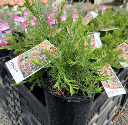 Grevillea rosmarinifolia Pink Pixie