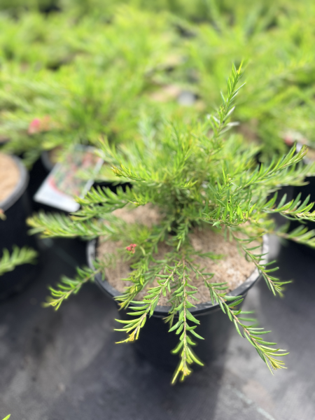 the plant broker