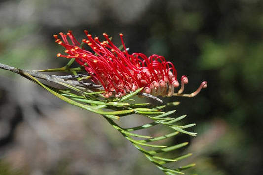 Grevillea hookeriana
