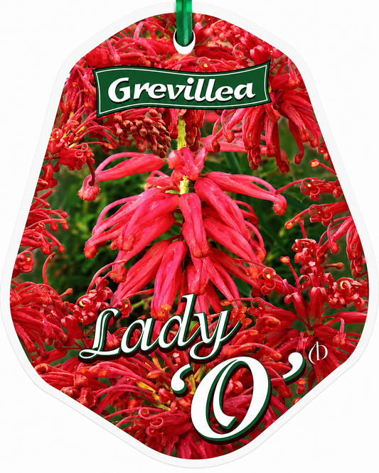 Grevillea hybrid 'Lady O'