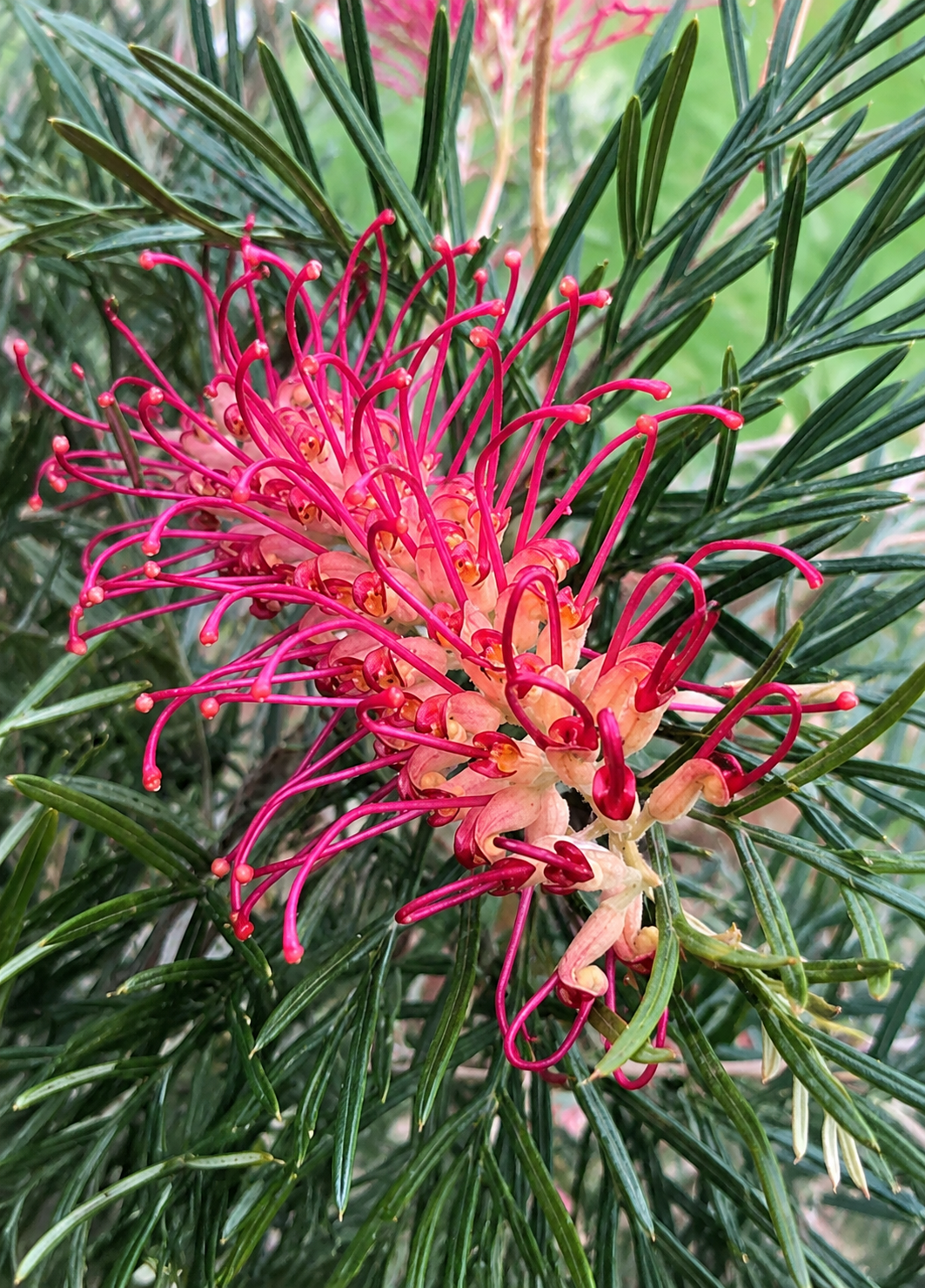 Grevillea johnsonii x wilsonii 'Bon Accord'