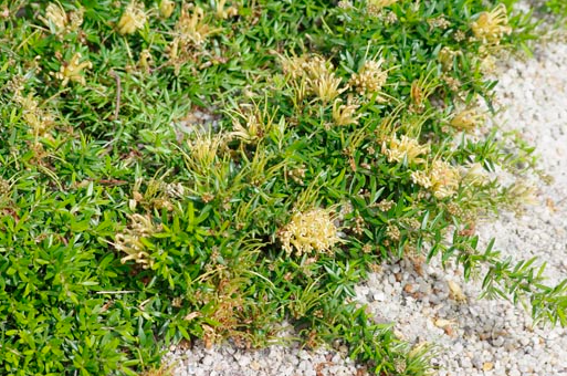 Grevillea juniperina Aurea