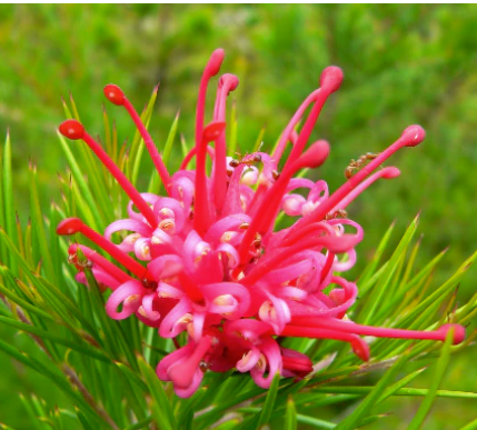 Grevillea juniperina Red