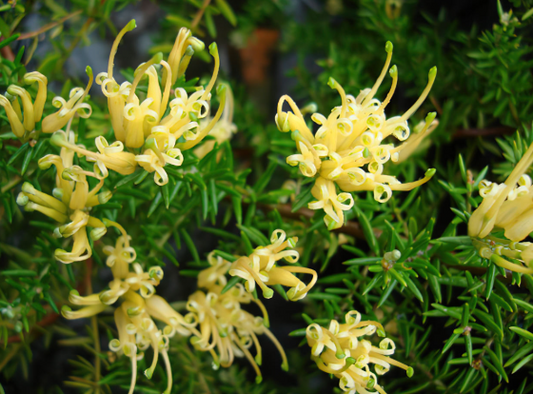 Grevillea juniperina (H22) GOLD CLUSTER™