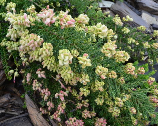Grevillea lanigera Fine Leaf Dwarf Form