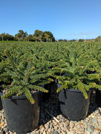Grevillea lanigera Mt Tamboritha