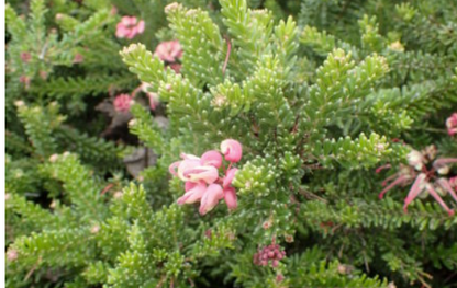 Grevillea lanigera Mt Tamboritha