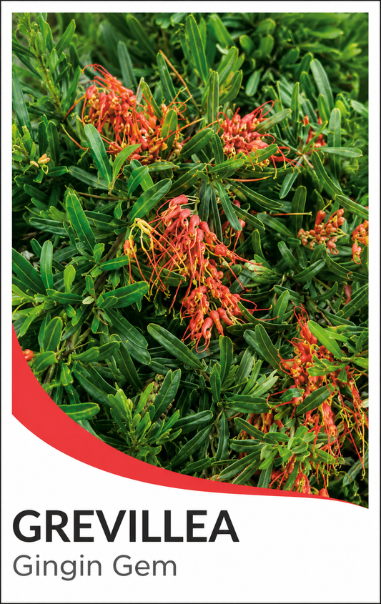 Grevillea obtusifolia Gin Gin Gem