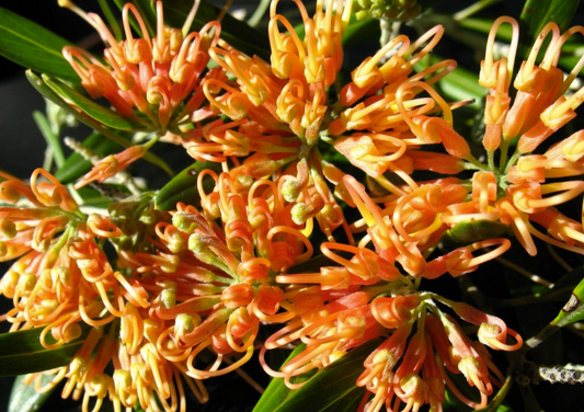 Grevillea olivacea Orange