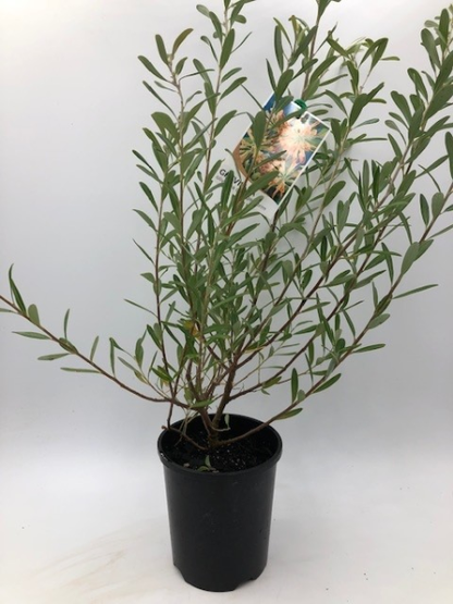 Grevillea olivacea Orange