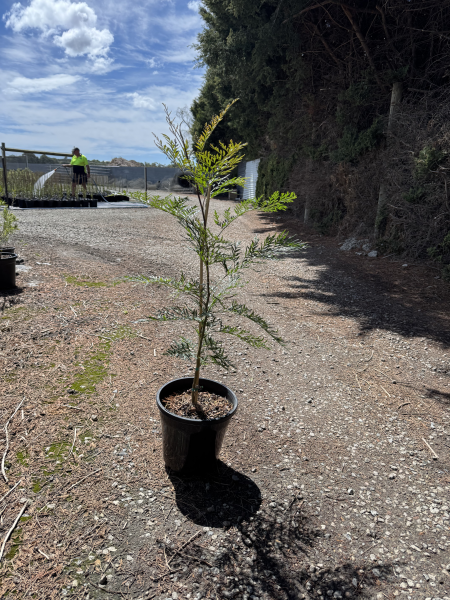 Grevillea robusta