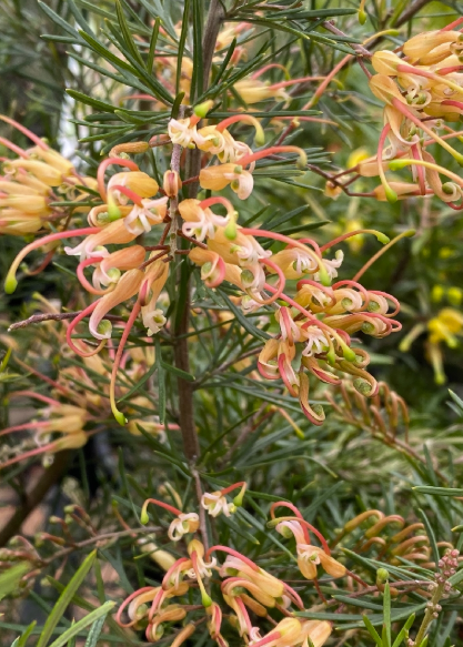 Grevillea semperflorens