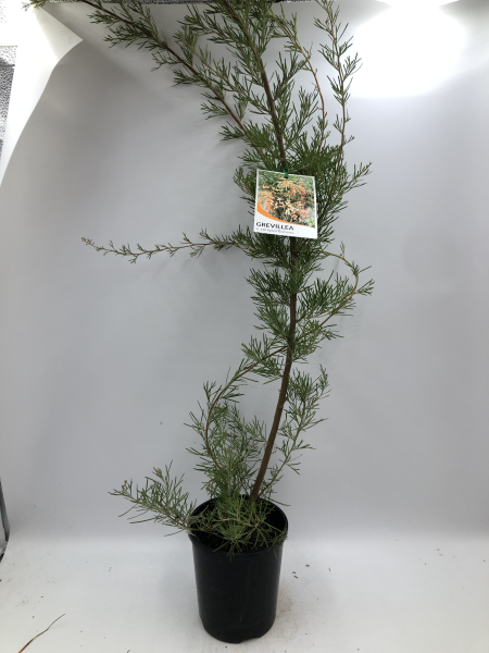 Grevillea semperflorens