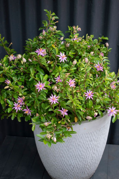 lavender star flower growth rate Grewia 'Lavender Star' – The Plant Broker