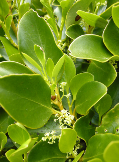 Griselinia littoralis