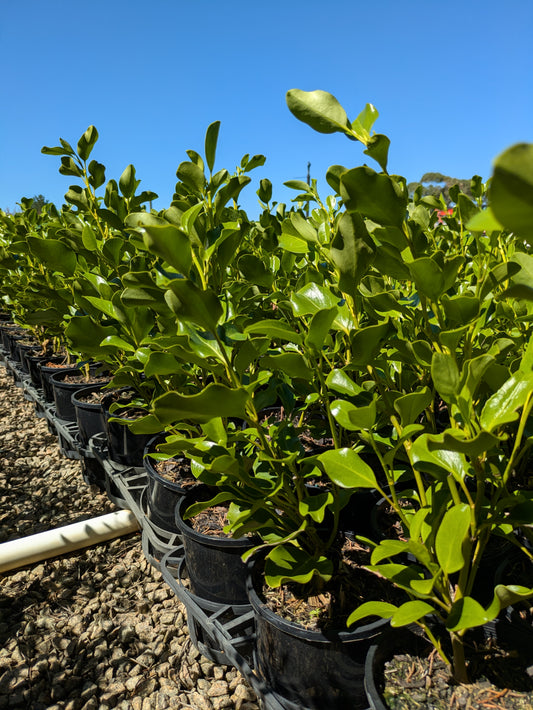 Griselinia littoralis