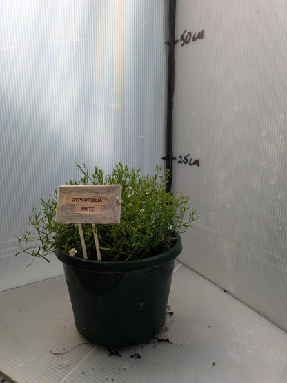 Gypsophila spp. White