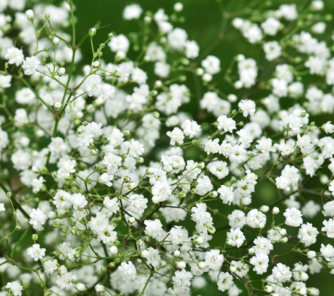 Gypsophila spp. White