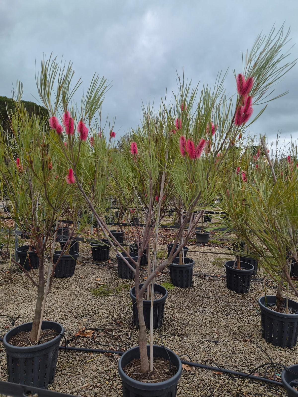 Hakea bucculenta 'Red Pokers'