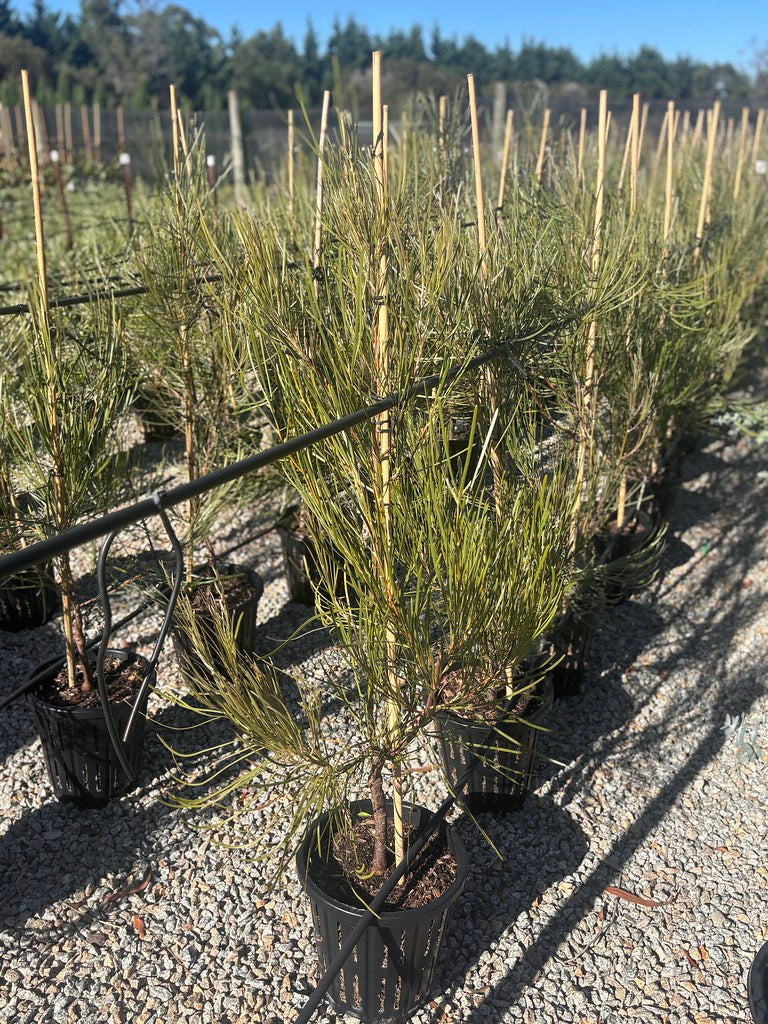 Hakea bucculenta 'Red Pokers'