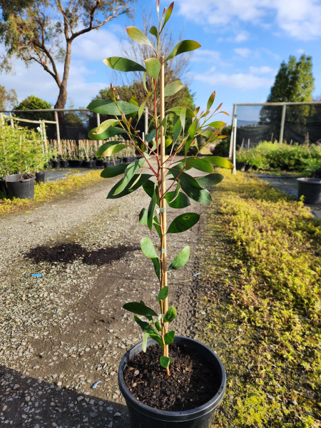 Hakea laurina
