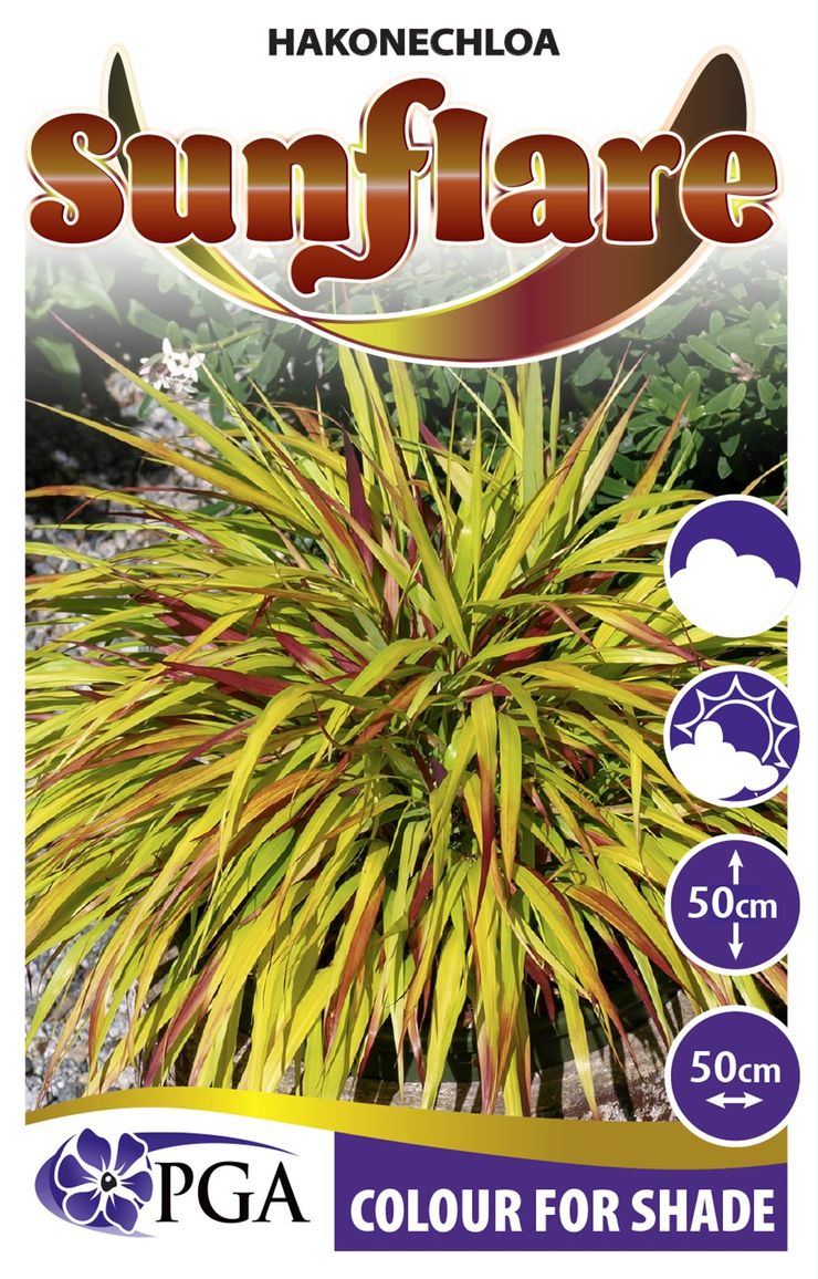 Hakonechloa ‘Sunflare’