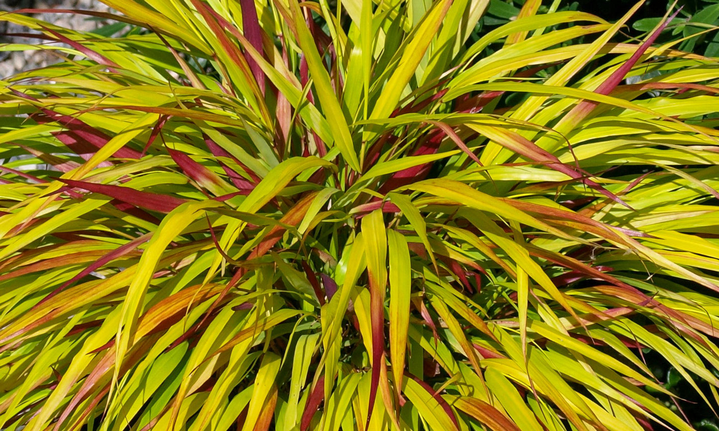 Hakonechloa ‘Sunflare’