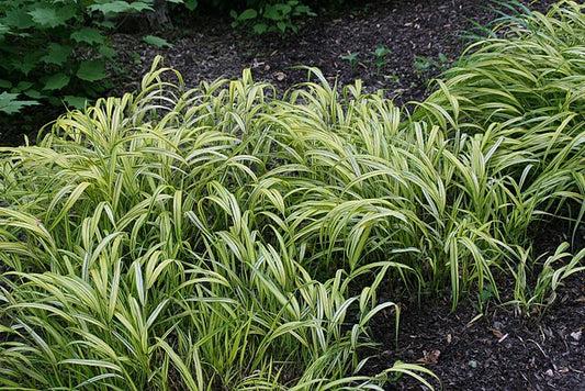Hakonechloa macra Aureola