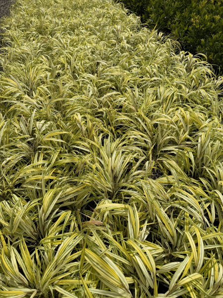 Hakonechloa macra Aureola