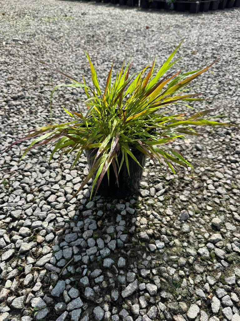 Hakonechloa macra 'Beni Kaze'