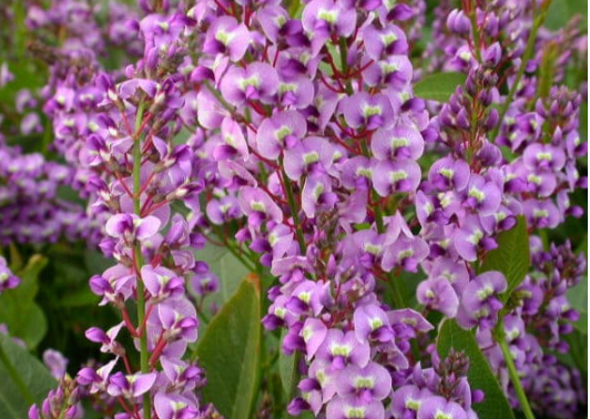 Hardenbergia Violacea Bliss