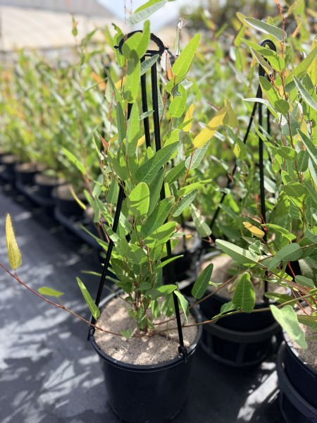 the plant broker