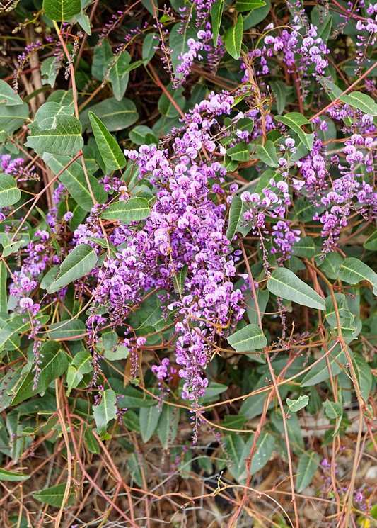 Hardenbergia violacea