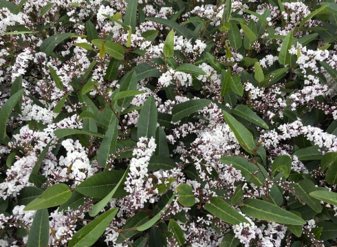 Hardenbergia violacea Free n Easy
