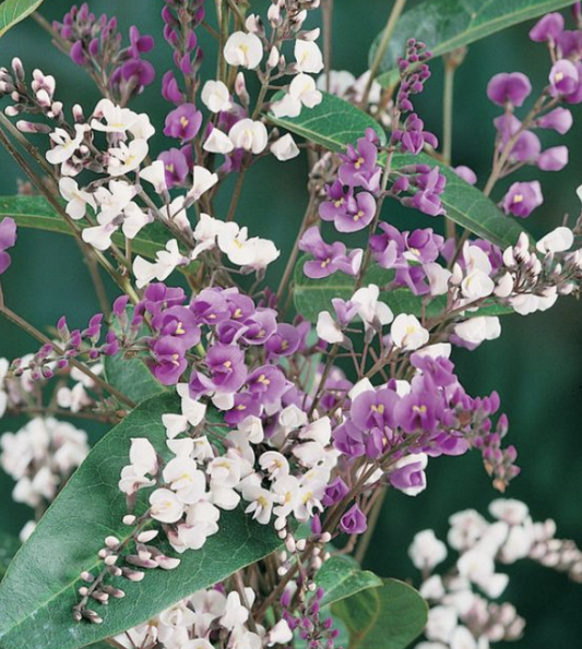 Hardenbergia violacea Happy Duo