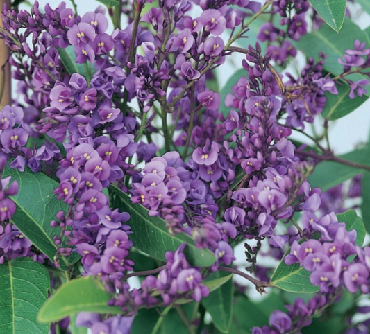 Hardenbergia violacea Happy Wanderer