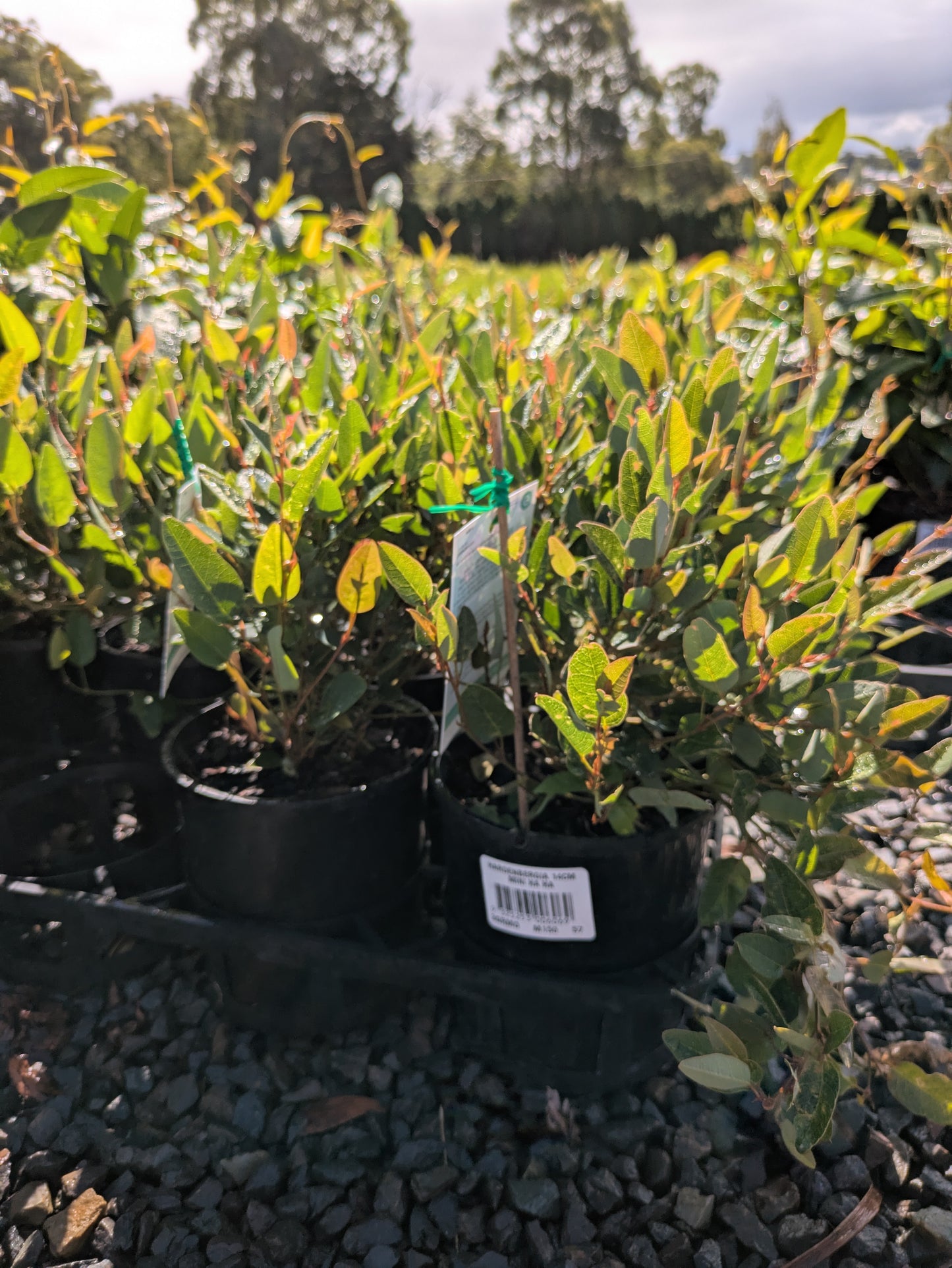 Hardenbergia violacea Mini HaHa